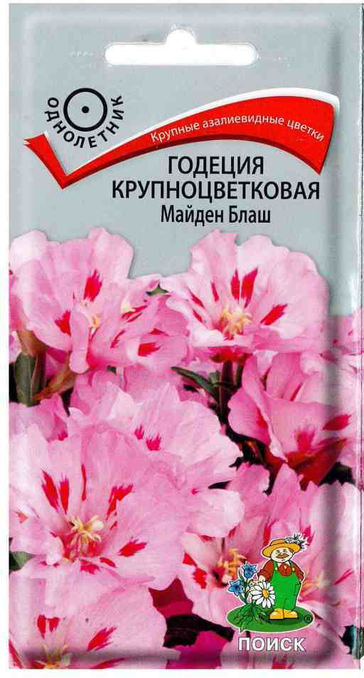 Годеция «Майден блаш» | Поиск