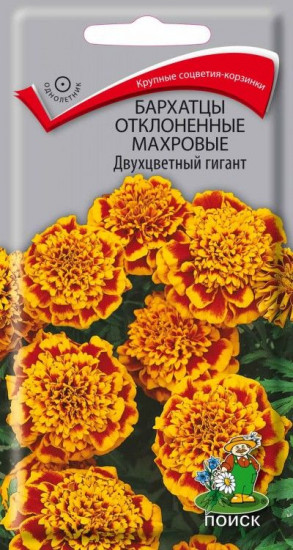 Бархатцы отклоненные махровые