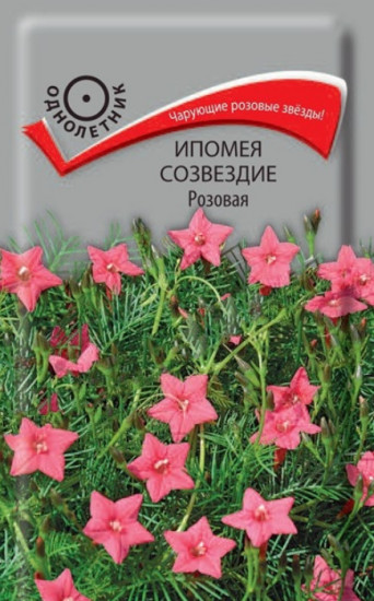 Ипомея розовая «Созвездие»