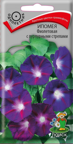 Ипомея «Фиолетовая»