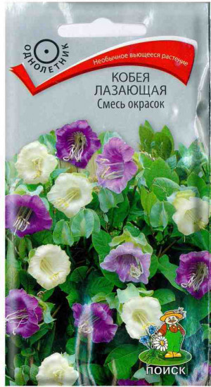 Кобея лазающая «Смесь окрасок»