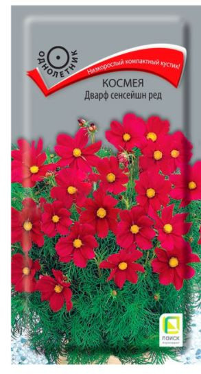 Космея «Дварф сенсейшн ред»
