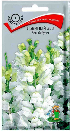 Львиный зев «Белый букет»