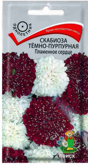 Скабиоза «Пламенное сердце темно-пурпурная»