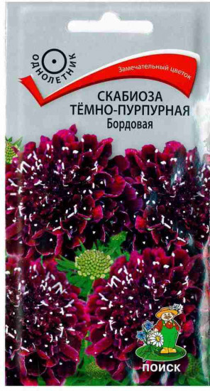 Скабиоза «Бордовая темно-пурпурная»
