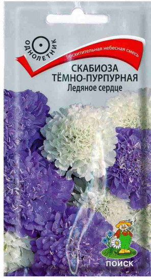 Скабиоза «Ледяное сердце темно-пурпурная»