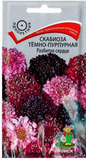 Скабиоза «Разбитое сердце темно-пурпурная»