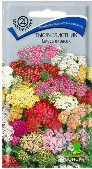 Тысячелистник «Смесь окрасок»