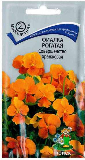 Фиалка «Совершенство оранжевая рогатая»