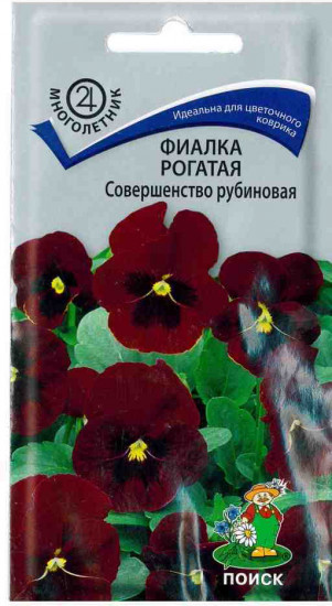 Фиалка «Совершенство рубиновая рогатая»