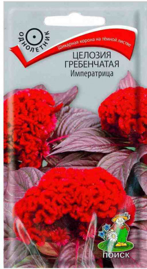 Целозия «Императрица гребенчатая»