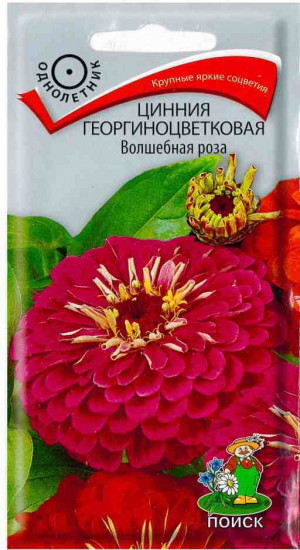 Цинния «Волшебная роза георгиноцветковая»