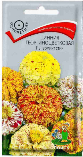 Цинния «Пеперминт стик георгиноцветковая»