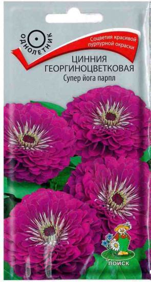 Цинния «Супер йога парпл георгиноцветковая»