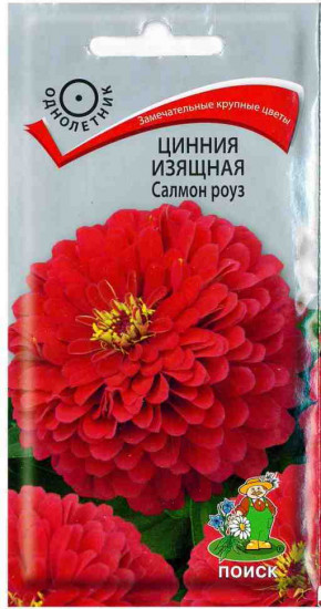 Цинния «Салмон роуз изящная»