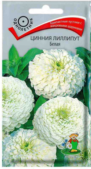 Цинния «Белая лиллипут»