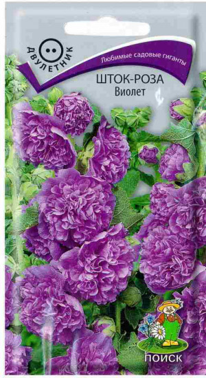 Шток-роза «Виолет»