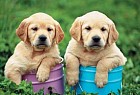 Забавные щенки в ведерках