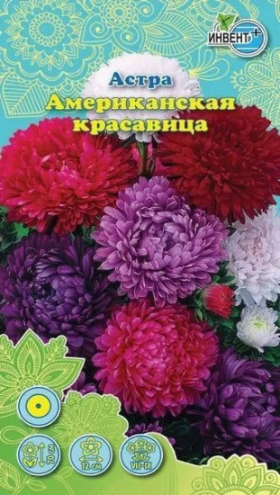 Астра «Американская красавица»