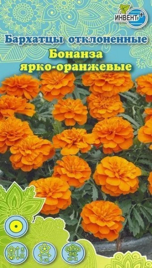Бархатцы отклоненные