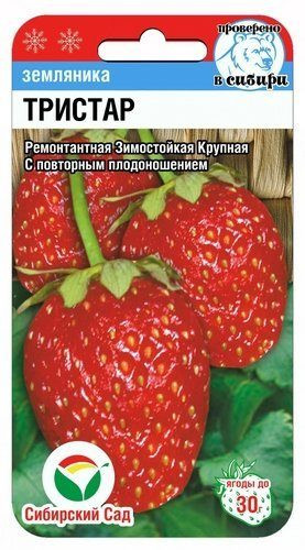 Клубника крупноплодная «Тристар» | Сибирский Сад