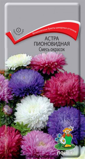 Астра пионовидная