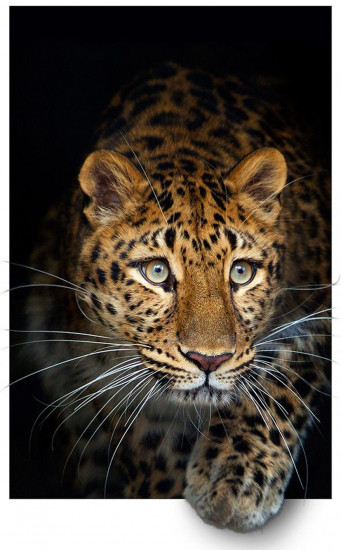 Мозаика алмазная «Леопард»