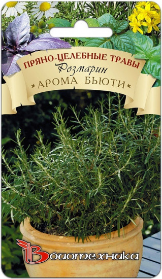 Розмарин «Арома Бьюти»