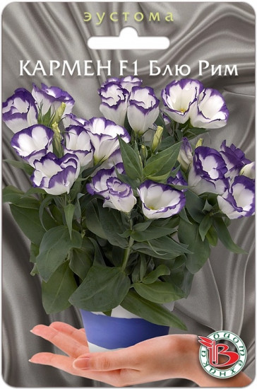 Эустома горшечная «Кармен F1 Блю Рим»