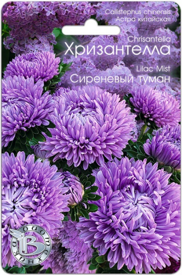 Астра «Хризантелла Сиреневый туман»