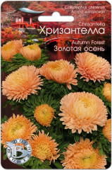 Астра «Хризантелла Золотая осень»
