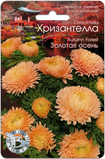 Астра «Хризантелла Золотая осень»