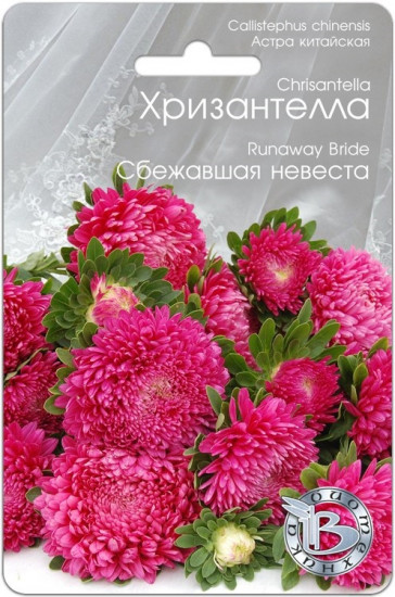 Астра «Хризантелла Сбежавшая невеста»