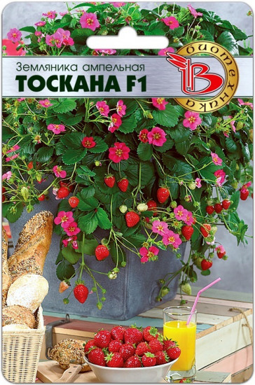 Земляника ампельная «Тоскана F1»