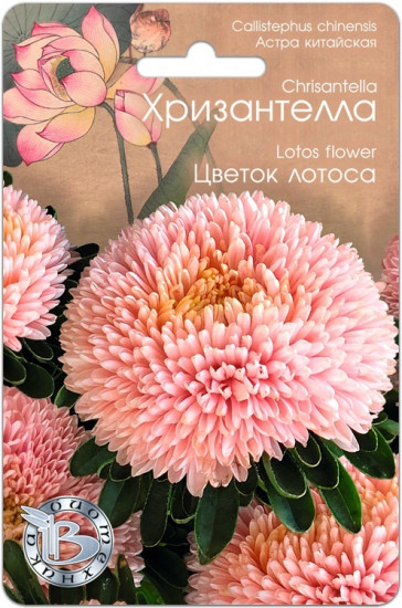 Астра «Хризантелла Цветок Лотоса»
