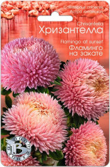 Астра «Хризантелла Фламинго на закате»