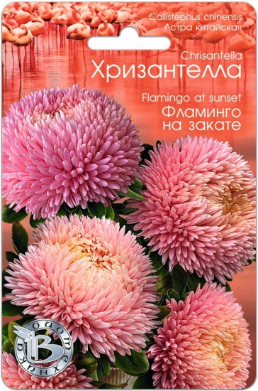 Астра «Хризантелла Фламинго на закате»