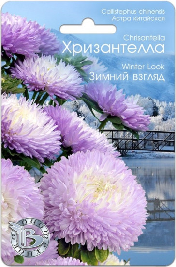 Астра «Хризантелла Зимний взгляд»