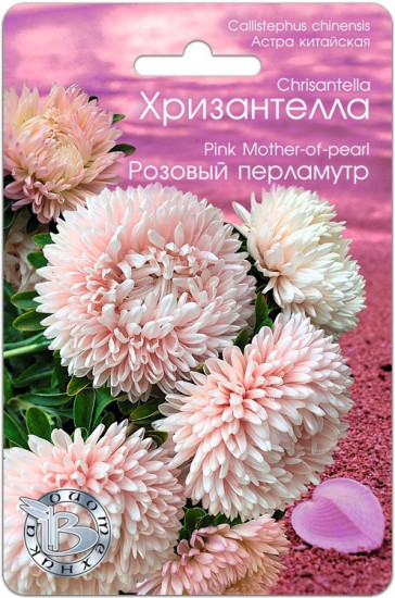 Астра «Хризантелла Розовый перламутр»
