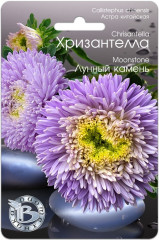 Астра «Хризантелла Лунный камень»