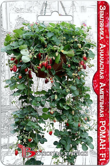 Земляника ананасная ампельная