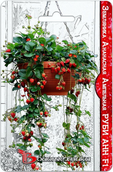 Земляника ананасная ампельная
