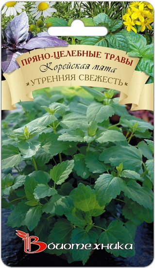 Корейская мята «Утренняя Свежесть»