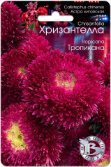 Астра «Хризантелла Тропикана»