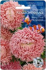 Астра «Хризантелла Коралл»
