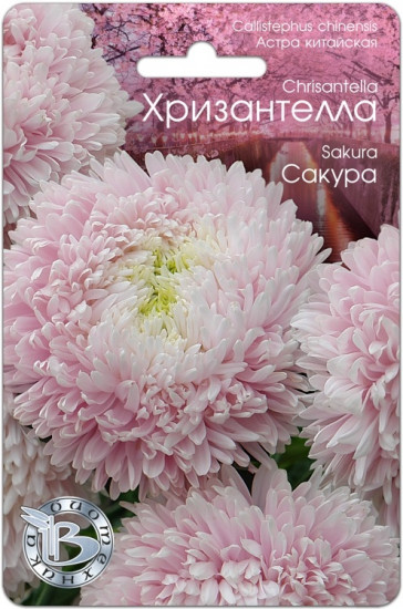 Астра «Хризантелла Сакура»