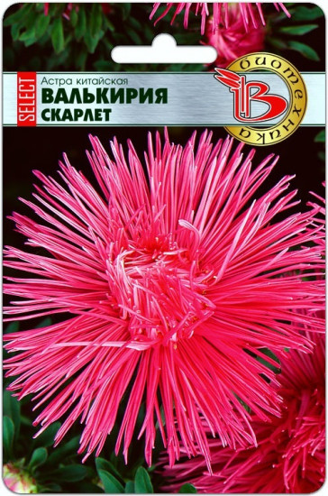 Астра «Валькирия Скарлет»
