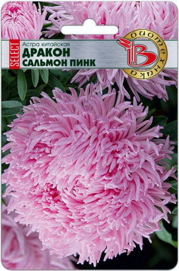Астра китайская