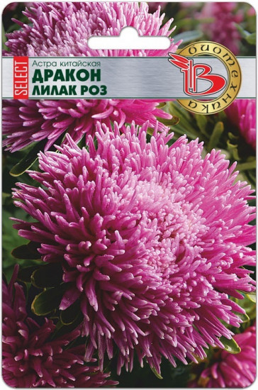 Астра китайская