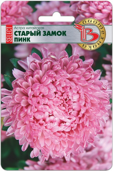 Астра китайская